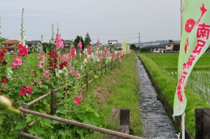 はなあおい1