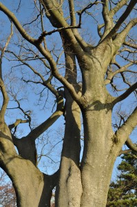 この木なんの木