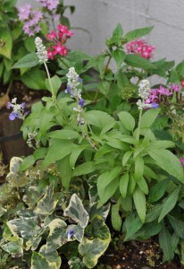 %e5%8d%83%e6%97%a5%e7%b4%85