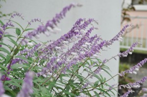 %e3%82%bb%e3%83%bc%e3%82%b8